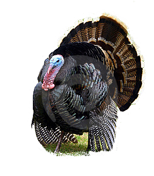 turkeycalls